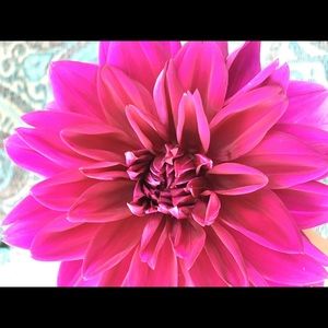 Meet your Posher, Joy